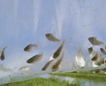 Camarones versus mosquitos: impulsan el cultivo de peces como método efectivo para reducir larvas de insectos